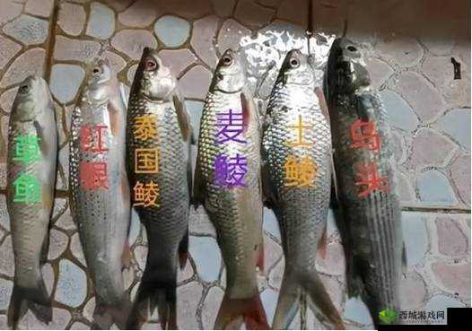 小小水蜜桃视频周涨幅最高，它凭什么？