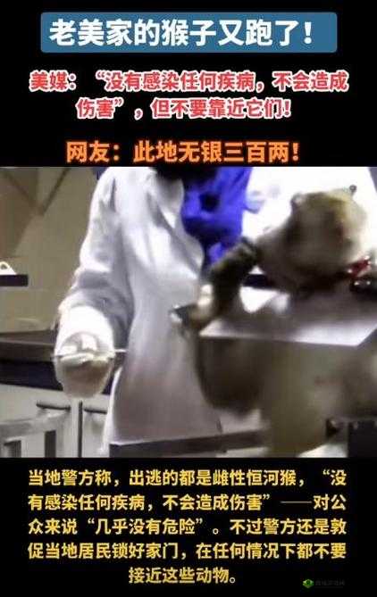 两人造猴子的视频：趣味实验过程