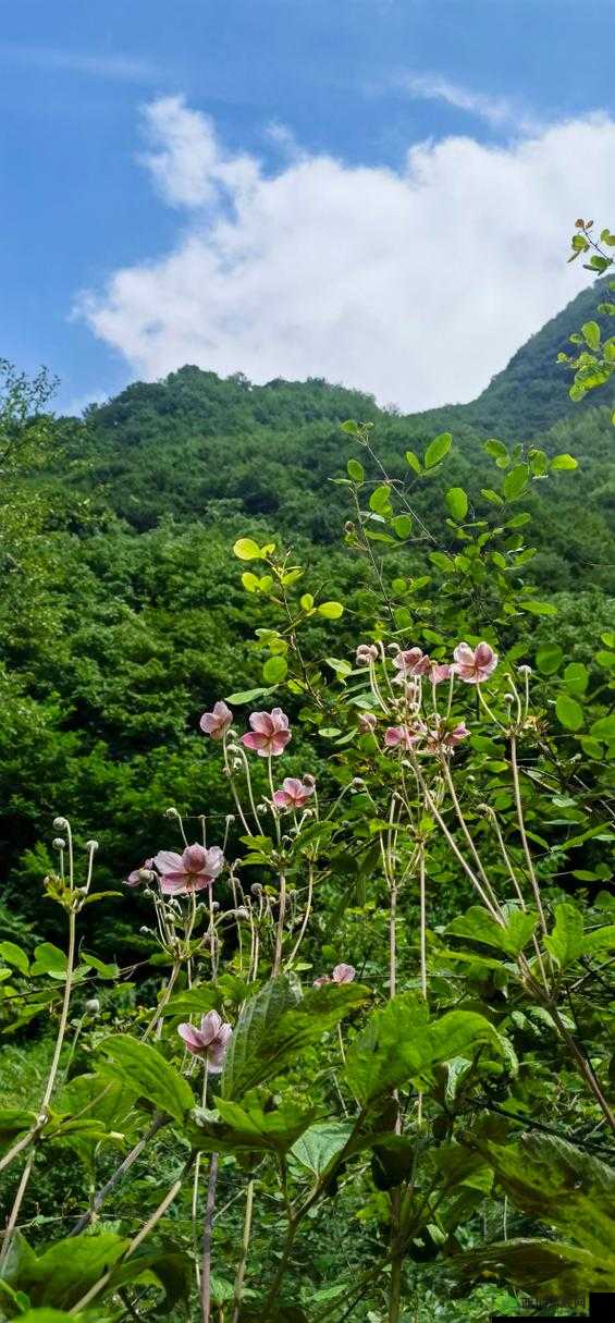 野花免费观看：自然之美等你来赏
