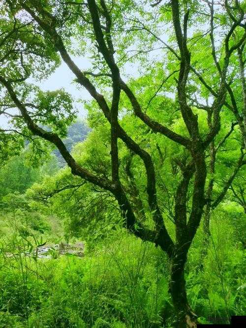 森林探险:老师,让我带路