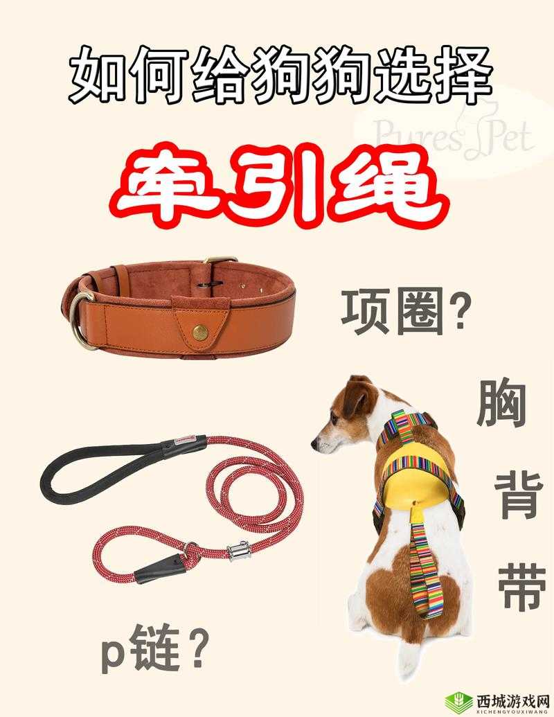 简单四步训练法，帮助狗狗快速适应并习惯使用牵引绳