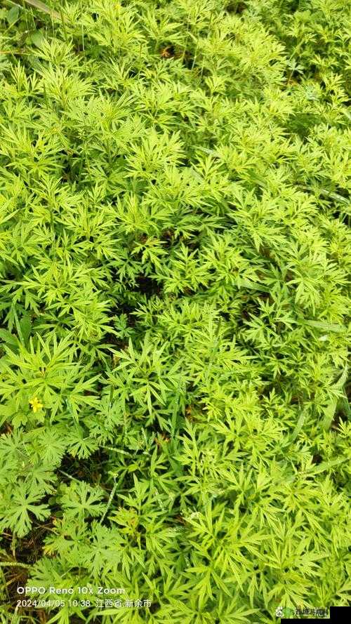 回归自然深处，探索小森生活的绿色奥秘与纯净魅力