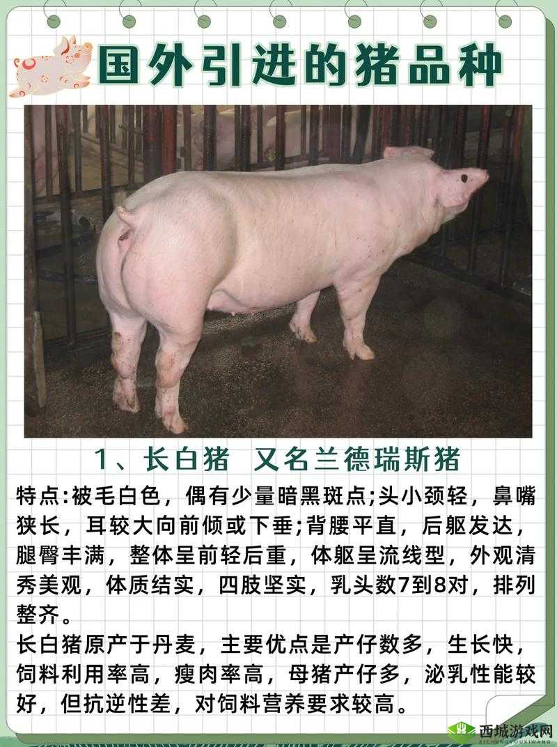 欧美 zooskoolknotty 猪：独特的宠物品种介绍